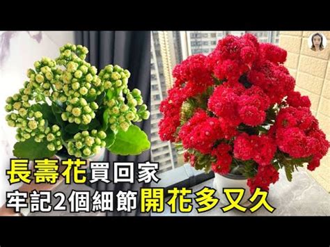 長壽花室內